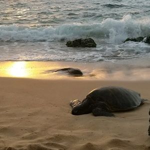 Meet your Posher, Tricia